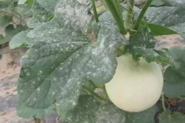 植物发生病害有什么症状，常见变色、腐烂、畸形等表现