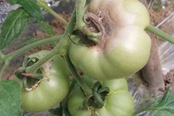 植物发生病害有什么症状，常见变色、腐烂、畸形等表现