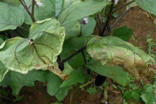 植物发生病害有什么症状，常见变色、腐烂、畸形等表现