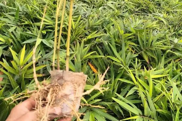 毛竹苗多少年才能长成大毛竹，五年才可以