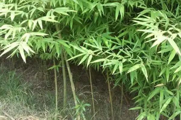 毛竹苗多少年才能长成大毛竹，五年才可以