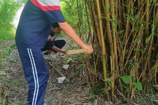 毛竹苗多少年才能长成大毛竹，五年才可以