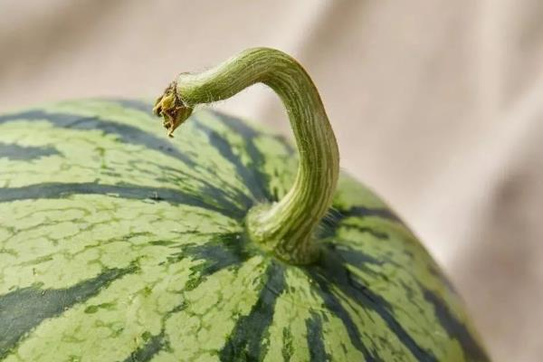 无籽西瓜能不能吃，无毒无害可以食用