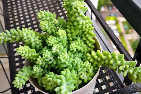 新玉缀怎么养殖，平时每个月追施一次肥料