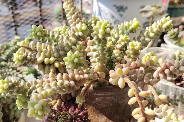 新玉缀怎么养殖，平时每个月追施一次肥料