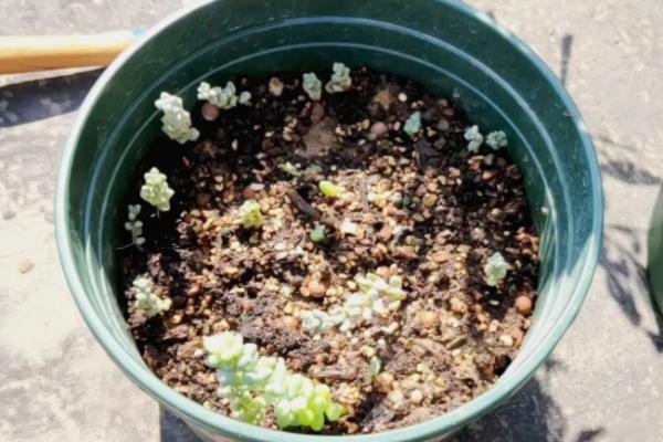 新玉缀怎么养殖，平时每个月追施一次肥料