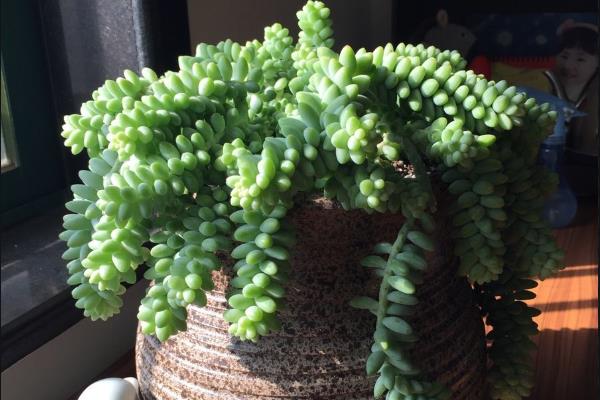 新玉缀怎么养殖，平时每个月追施一次肥料