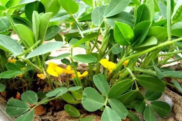 花生的品种分类，按照籽粒大小可分为大花生、小花生