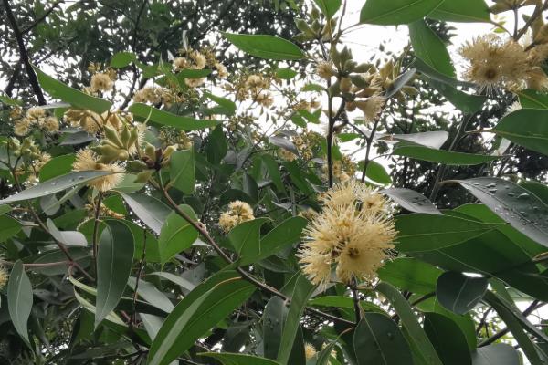 桉树是不是蜜源植物，蜜蜂采蜜后可酿制出桉树蜜