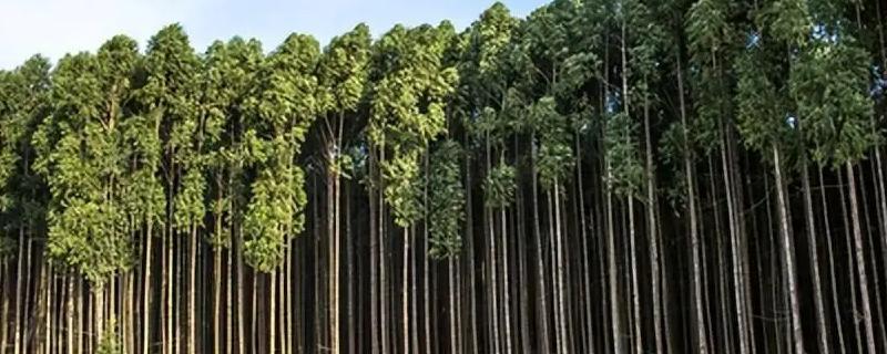 桉树是不是蜜源植物，蜜蜂采蜜后可酿制出桉树蜜