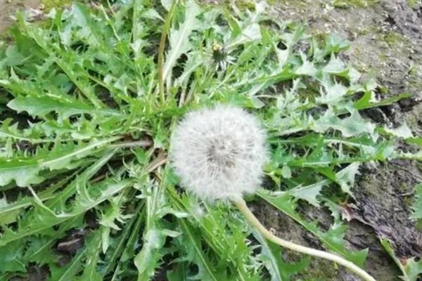蒲公英在哪个季节开放，在春夏盛开