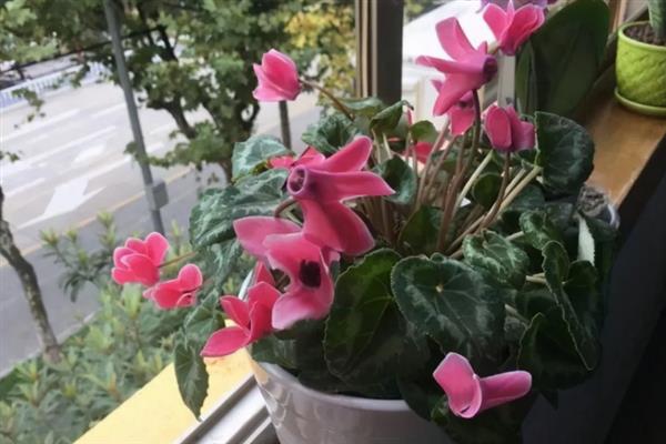 仙客来能放在卧室吗，只作观赏的话可以放在卧室