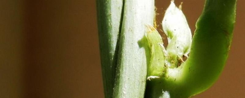 植物的茎有什么作用，可输导和储藏营养、支持花朵和果实的重量