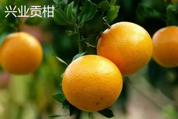 广西省玉林市的水果特产，有容县沙田柚、兴业贡柑等
