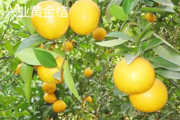 广西省玉林市的水果特产，有容县沙田柚、兴业贡柑等