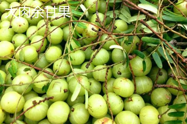 广西省玉林市的水果特产，有容县沙田柚、兴业贡柑等