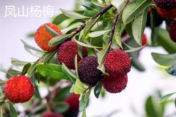 广西省玉林市的水果特产，有容县沙田柚、兴业贡柑等