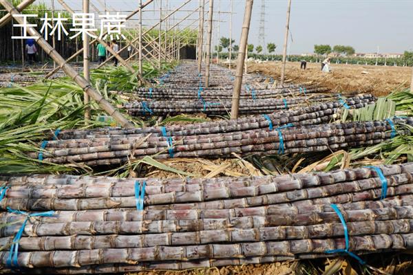 广西省玉林市的水果特产，有容县沙田柚、兴业贡柑等