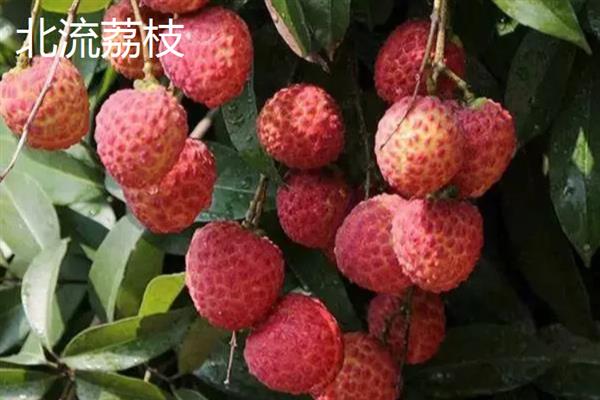 广西省玉林市的水果特产，有容县沙田柚、兴业贡柑等
