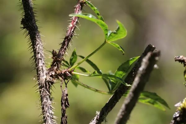 植物的茎有什么作用，可输导和储藏营养、支持花朵和果实的重量