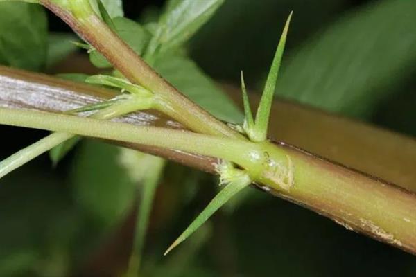 植物的茎有什么作用，可输导和储藏营养、支持花朵和果实的重量
