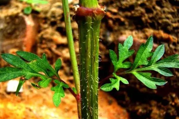 植物的茎有什么作用，可输导和储藏营养、支持花朵和果实的重量