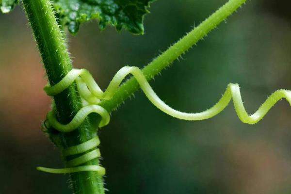 植物的茎有什么作用，可输导和储藏营养、支持花朵和果实的重量