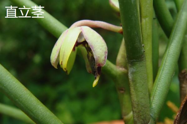 植物的茎有什么作用，可输导和储藏营养、支持花朵和果实的重量