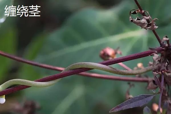 植物的茎有什么作用，可输导和储藏营养、支持花朵和果实的重量