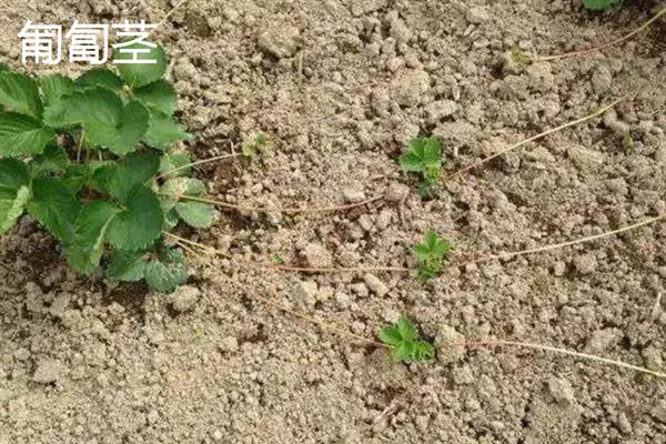 植物的茎有什么作用，可输导和储藏营养、支持花朵和果实的重量