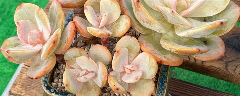 多肉植物夏季休眠养护方法，首先要做的就是控水