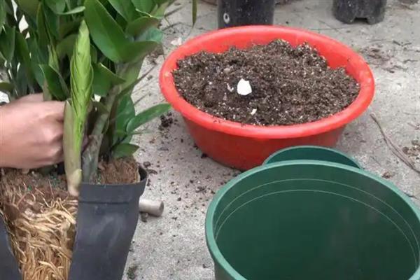 金钱树何时换盆，在3-4月份更换可加快生长速度