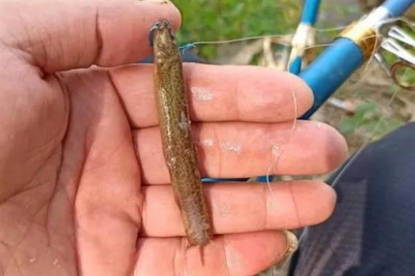 白天用泥鳅钓翘嘴钓不到的原因，翘嘴鱼主要在清晨和傍晚活动