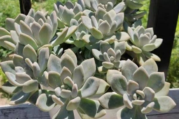多肉植物夏季休眠养护方法，首先要做的就是控水