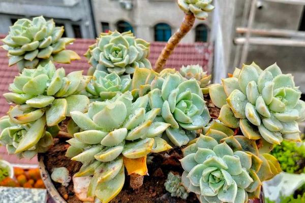 多肉植物夏季休眠养护方法，首先要做的就是控水