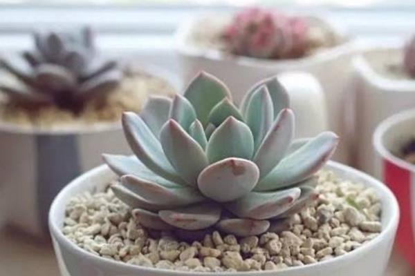 多肉植物夏季休眠养护方法，首先要做的就是控水