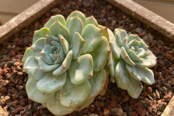 多肉植物夏季休眠养护方法，首先要做的就是控水