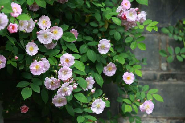 蔷薇花怎么养殖，每个月追施一次液态氮肥