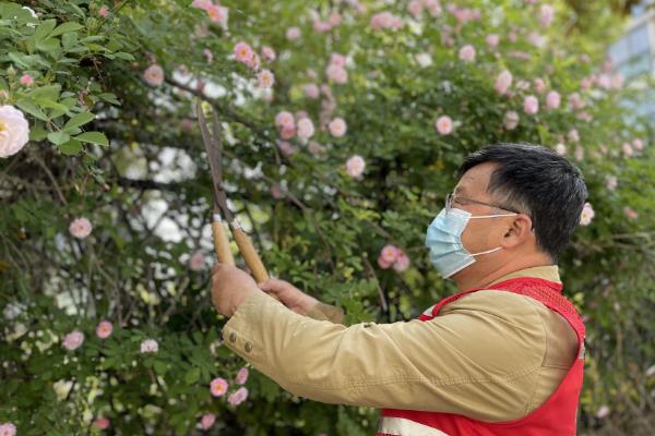 蔷薇花怎么养殖，每个月追施一次液态氮肥
