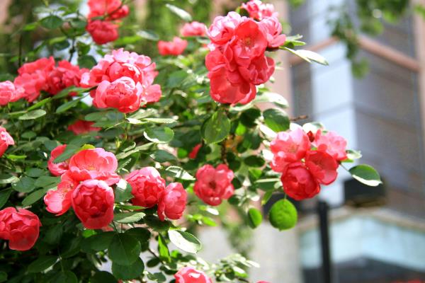 蔷薇花怎么养殖，每个月追施一次液态氮肥