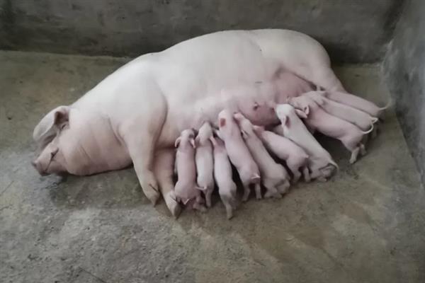 母猪一年可以生多少窝，通常能产下2-3窝猪仔