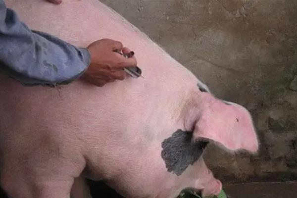 母猪一年可以生多少窝，通常能产下2-3窝猪仔