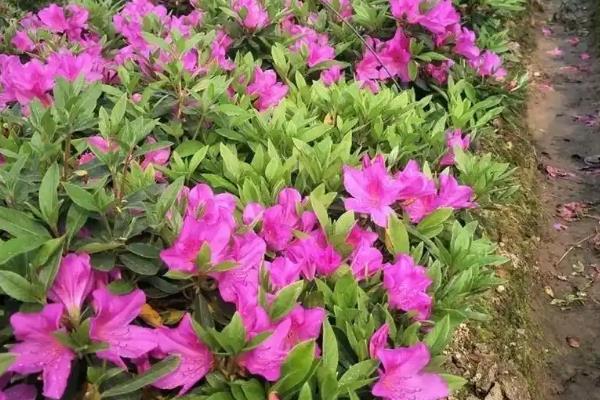 杜鹃花的养殖方法，可选择紫砂盆或泥盆