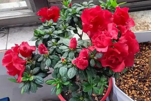 杜鹃花的养殖方法，可选择紫砂盆或泥盆