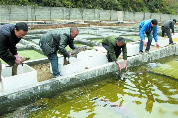 大鲵专池强化速养方法介绍，每平方米水体放养幼鲵25-30尾