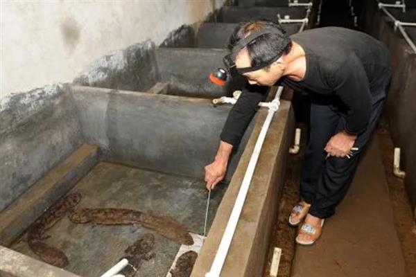 大鲵专池强化速养方法介绍，每平方米水体放养幼鲵25-30尾