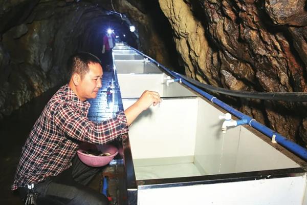 大鲵专池强化速养方法介绍，每平方米水体放养幼鲵25-30尾