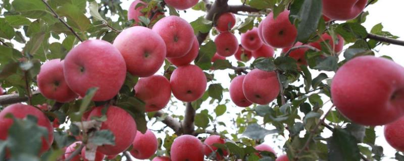 8月份管理苹果的方法，注意做好病虫防治、除草中耕等工作