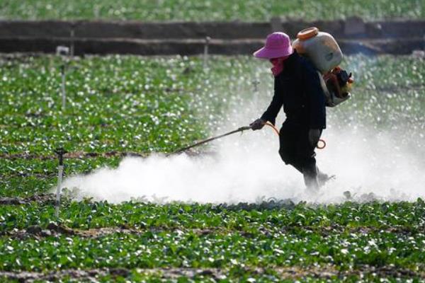 规范化种植桔梗的方法，将种子与细土拌匀再均匀撒播
