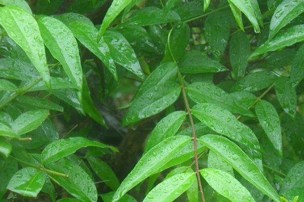 不开花植物的特点，只能通过孢子进行繁殖